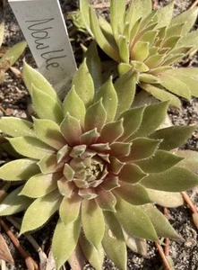 Sempervivum Nowlle - Bild 1 von 1