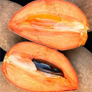 Mamey Sapote/ Pouteria Sapote 10Lbs Fresh Actual Fruits - Picture 1 of 6
