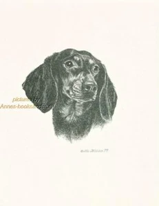 #232 Black & Tan DACHSHUND dog art print * Pen and ink drawing by Jan Jellins - Picture 1 of 1