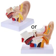1.5 Times Life Size Human Ear Anatomy Model OrganMedical Teaching Supplies Profe