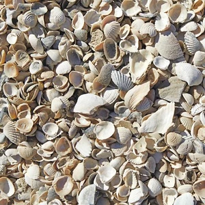 7 Lbs Decorative Aquarium Gravel Broken Natural Sea Shells Clam Scallop Mixed - Picture 1 of 2
