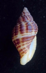 seashell Pollia rubiginosa 25/30mm F+++ - Picture 1 of 3