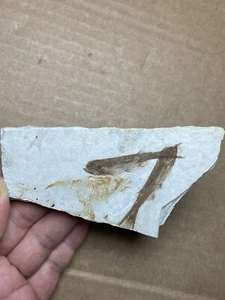84g Jurassic Period lycoptera fish rock specimen Western Liaoning china - Picture 1 of 19