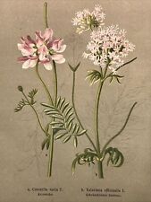 Wood engraving plants pictures antique 1884 flowers botany color print...