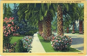 Palm Sheltered Avenue California Homes Postcard Posted - Picture 1 of 2