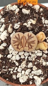 Lithops Kikukaseki 1.7 cm. , no conophytum - Imagen 1 de 2