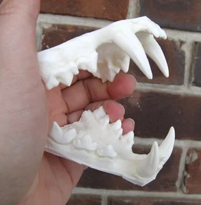 Eurasisch Russisch Europäischer Luchs Kiefer Zähne Guss Taxidermie Kunststoff Replik  - Bild 1 von 6