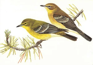 Pine Warbler Appears In Book North American Birds Unused and Unposted Postcard - Picture 1 of 2