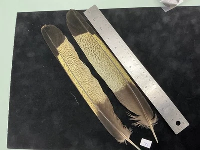 Plumas de cacatúa negra cola amarilla de Lucas Collection X5 Foto 1 de 4