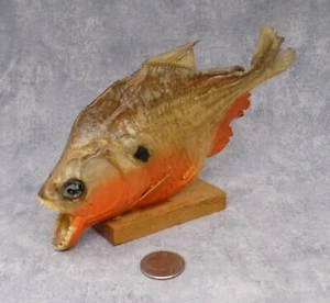 Vintage Real Red-Bellied South American Piranha Taxidermy on Platform - Picture 1 of 10