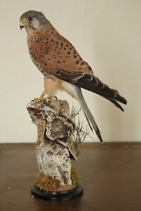 Taxidermy-hunting-chasse-präparat- Comm. Kest. dated 1945 (restored)