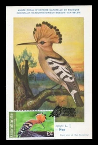 GIBRALTAR 2023 Maximum Card - Wildlife - Eurasian Hoopoe, Upupa epops, bird - Picture 1 of 2