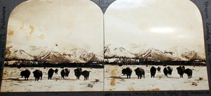 Monarch of the Plain Buffalos Canada Keystone View Stereoview CA2 - Picture 1 of 7