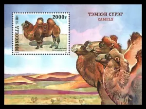Cammello SS - Mongolia 2022 nuovo di zecca - Foto 1 di 1