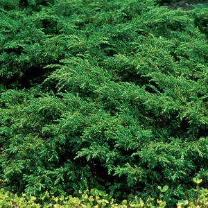 Juniperus Repanda Evergreen Hardy Spreading Groundcover Garden Conifer Shrub - Picture 1 of 10