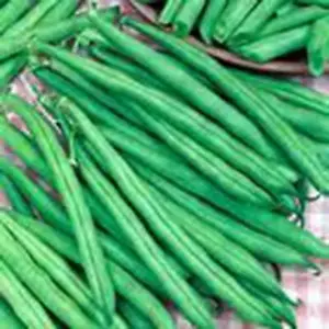 BEAN, TENDERGREEN BUSH, HEIRLOOM, 100+ SEEDS, GREAT TASTING AND HEALTHY - Picture 1 of 1