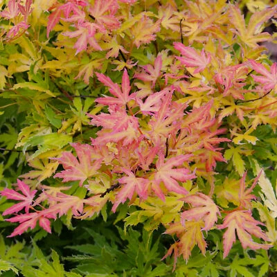 Acer Metamorphosa Japanese Maple Tree for Patio Garden Ready in Plant Pot - Image 1 of 4