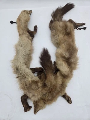 Vintage Mink Animal Fur Pelt Stole Scarf Wrap Head Face Claws Tail 36" - Image 1 of 4