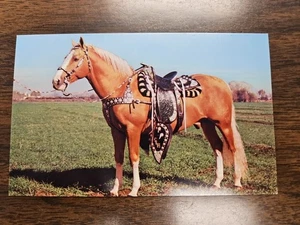 HORSE Golden Palomino Colorado Springs Postcard Vintage Chrome Unposted Saddle - Picture 1 of 2