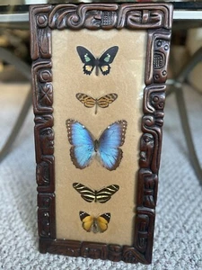  Butterfly Taxidermy Art, Blue Morpho Carved Mohagany Frame Robert Lehman - Picture 1 of 7