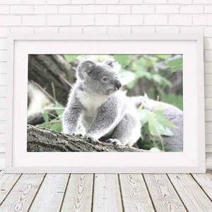 Koala - Australian Native Poster Picture Print Sizes A5 to A0 **FREE DELIVERY** - Picture 1 of 14
