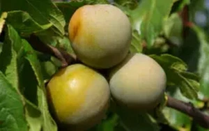 Plum, 1 X Reine Claude de Bavay,SWEET,scion cutting, cuttings for grafting, 17cm - Picture 1 of 3