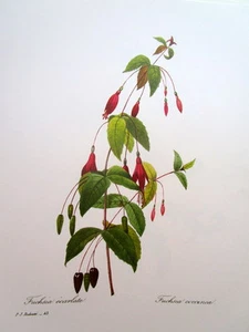P.J. Redoute # 43 Fuchsia ecarlate vintage print - Picture 1 of 1