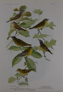 Antiguo arte de aves ornitología aves de Nueva York Philadelphia Vireo 1923 - Imagen 1 de 8