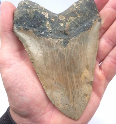 12,8 cm Kantenlänge. Großer und schwerer Megalodon Haizahn Fossil Hai Zahn Meg - Bild 1 von 4