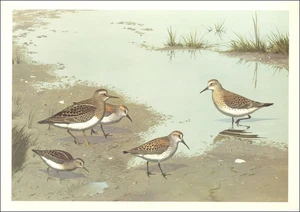 1967 Vintage Druck Western Sandpfeifer Vogel Strand Ufervögel Kunst Gemälde Teller - Bild 1 von 3