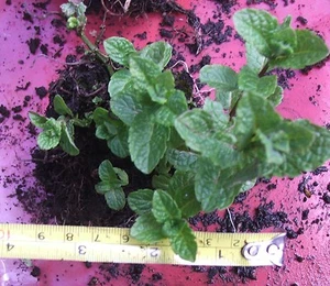 Garden Mint Spearmint plant herb plant fully established organically /garden gr - Picture 1 of 9