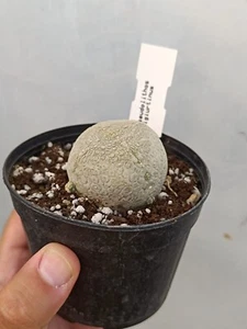 Pseudolithos migiurtinus succulente cactus piante grasse caudex - Imagen 1 de 3