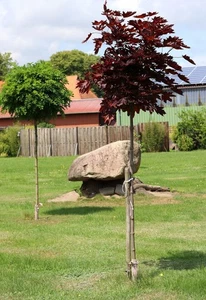 Roter Kugelahorn - Blutahorn - Acer platonoides 'Crimson Sentry' Hochstamm - Bild 1 von 2