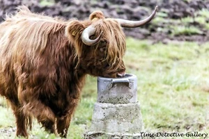 A Scottish Highland Cow Drinking - Poster in 7 Größen erhältlich - Bild 1 von 1
