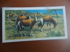 GB Brooke Bond "Wildlife in Danger" 1963 tea-card No.19 'Bontebok'.