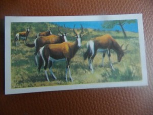 GB Brooke Bond "Wildlife in Danger" 1963 tea-card No.19 'Bontebok'.