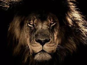 BLACK LION POSTER PAINTING ANIMAL PRINTS ART POSTERS WALL ART 18-INCH BY 12-INCH - Picture 1 of 2