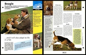 Beagle - Routine - Dogs Of The World Atlas Fact File Card - Picture 1 of 1