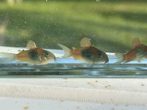 6 Home Hobbyist bred Red Sailfin Venezuelan Corydoras Unsexed Juveniles - Picture 1 of 5