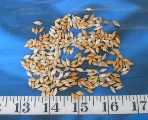 ~ Rice Shells ~ Philippine Pointed Mitra ~250~ Shellcraft~ Sailor's Valentines ~ - Picture 1 of 6