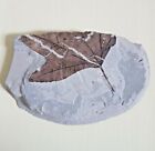 Beautifully Detailed Fossilised Leaf Fossil Rock 444G 18 X 11.5 Cm