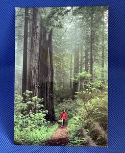 MAJESTIC PACIFIC REDWOODS, POST CARD - Picture 1 of 5