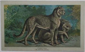 1890 ARBUCKLE COFFEE K1 Animals Series # 48 CHEETAH RARE Trade Card - Bild 1 von 2