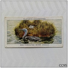 Player Cigarette Card Birds & Their Young #9 Red-Throated Diver (CC95)