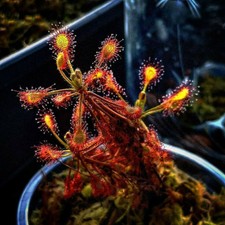 Pianta Carnivora Drosera Madagascariensis - spedizione con vaso