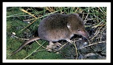 Grandee Britain's Wayside Wildlife 1988 - Common Shrew No. 27