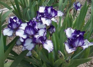 IRIS GERMANICA RARE EDITION BEARDED IRIS BLUE AND WHITE SUMMER 1 tuber - Picture 1 of 1