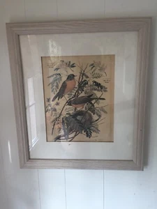 Vintage Arthur Singer Turdus Migratorius Robin Bird Framed Under Glass Print - Picture 1 of 8