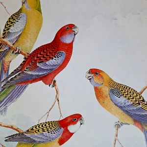 The Crimson Rosella Parrot Green Rosella Eastern Neville Cayley Print Plate 26 - Picture 1 of 2
