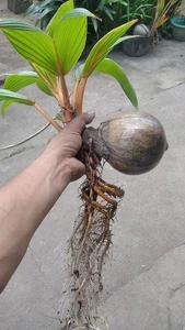 Bonsai de coco enano germinado vivo - estilo bonsái para macetas de interior - Imagen 1 de 6